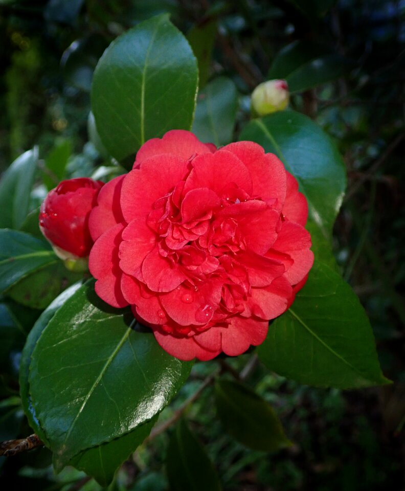 Shrub spring garden nature