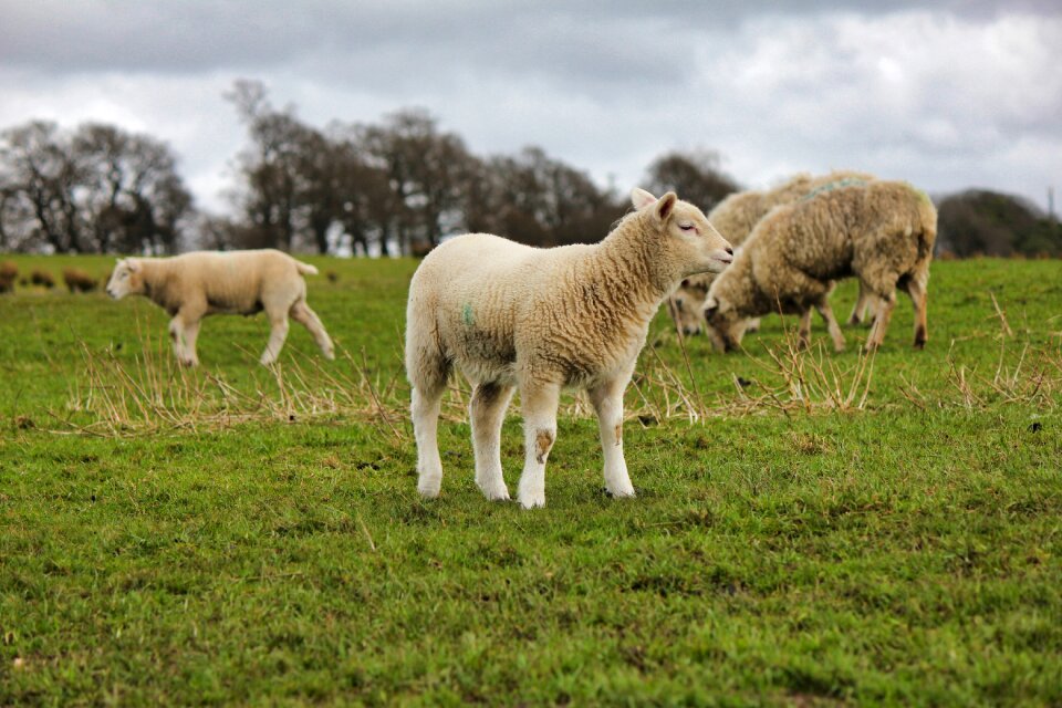 Mammal hayfield agriculture