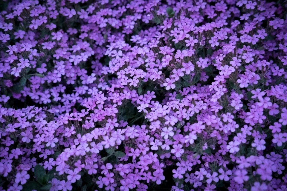 Purple flower blossom bloom