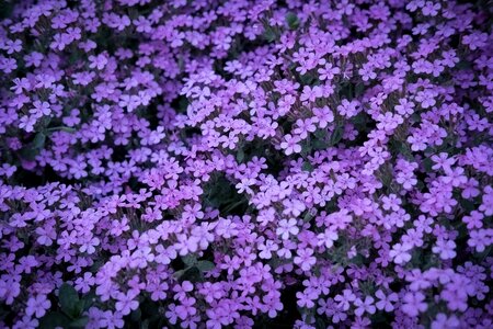 Purple flower blossom bloom photo