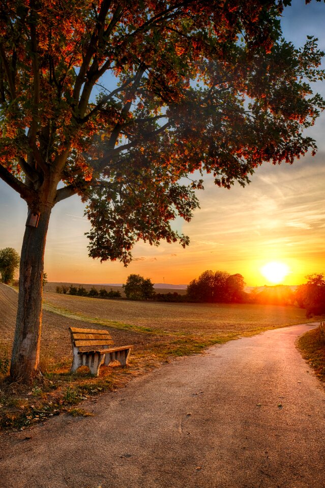 Tree landscape travel