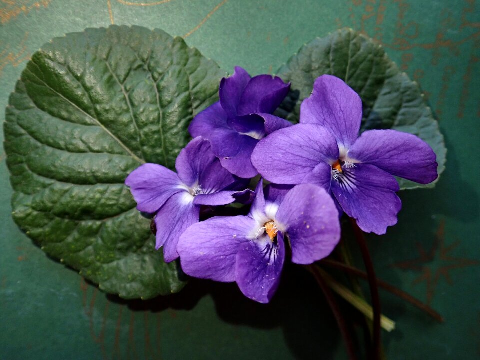 Fragrant flowers garden