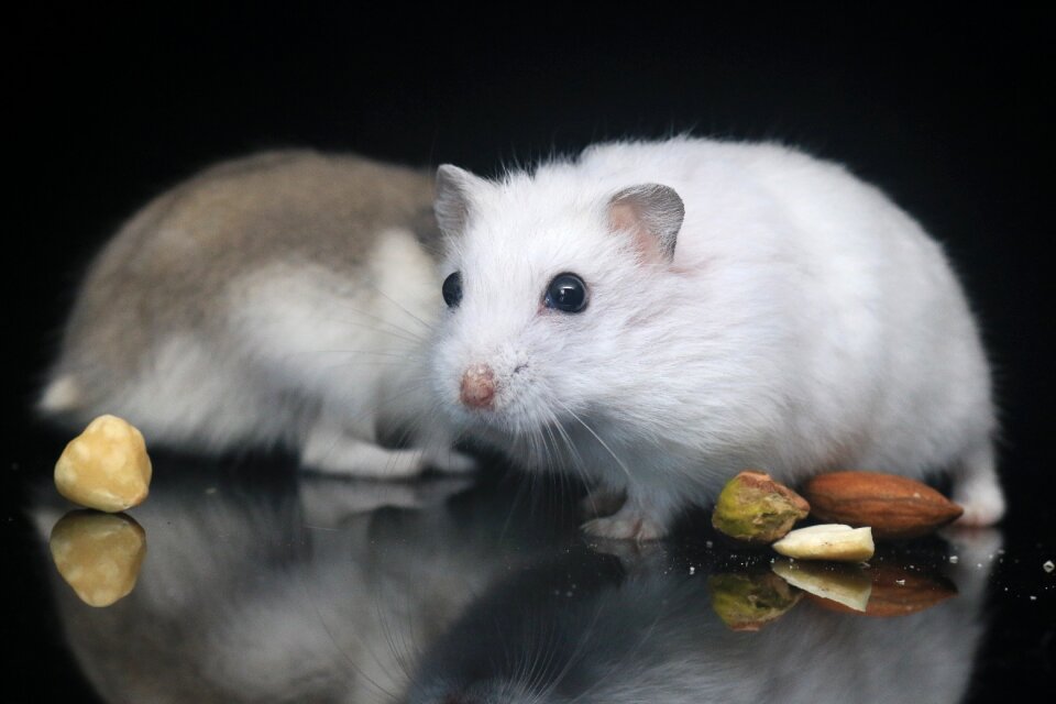 Hamster pets small animals