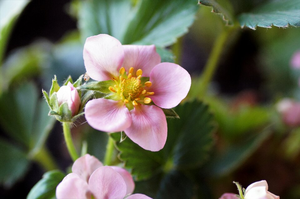 Pink kvítek flowering