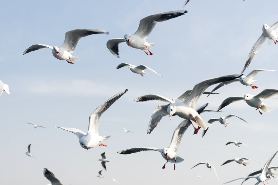 Nature outdoors seagull