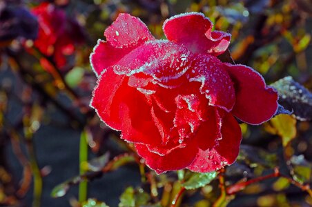 Hoarfrost frost garden