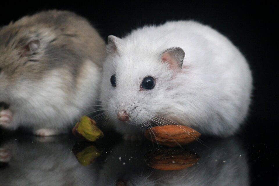 Hamster pets small animals