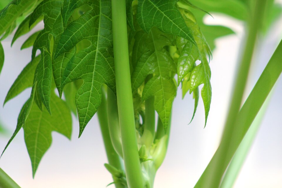 Green gardening tree