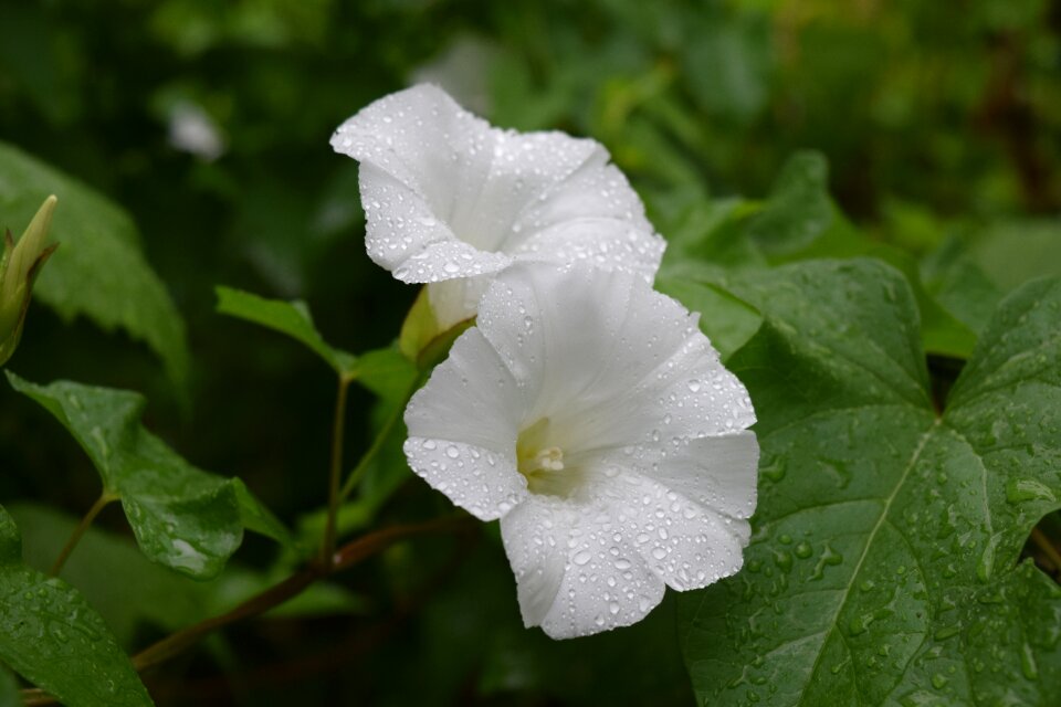 Bloom morning glory wild flowers