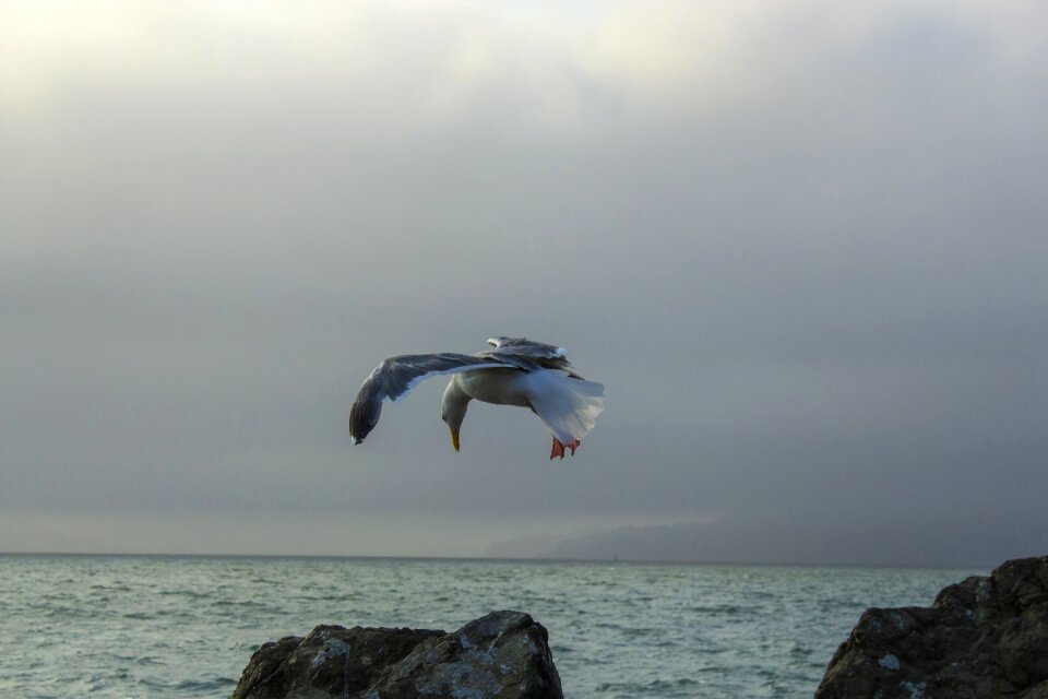Nature wings sky