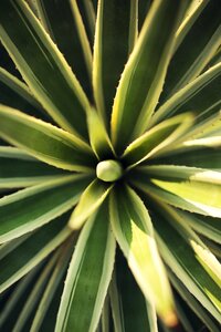 Pattern greenery botany
