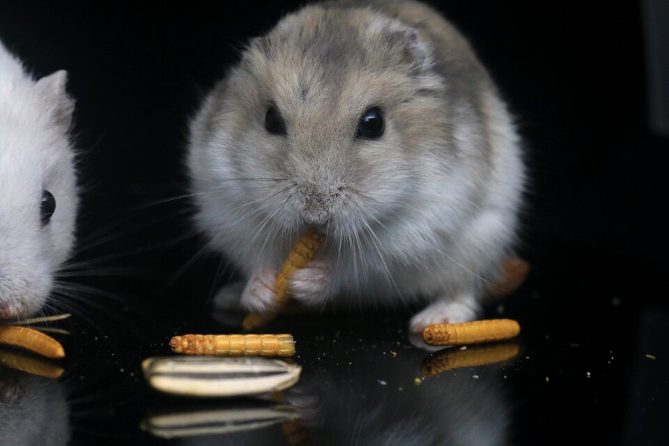 Hamster pets small animals