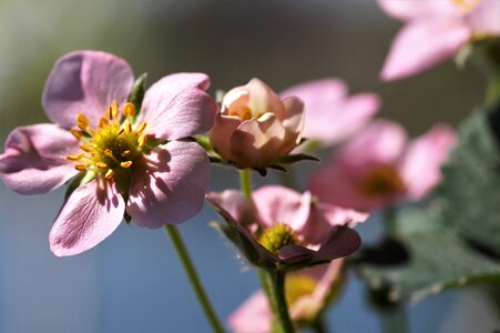 Pink kvítek flowering