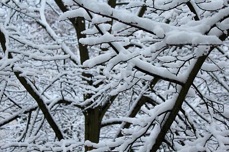 White cold christmas photo