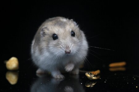 Pets small animals black pets