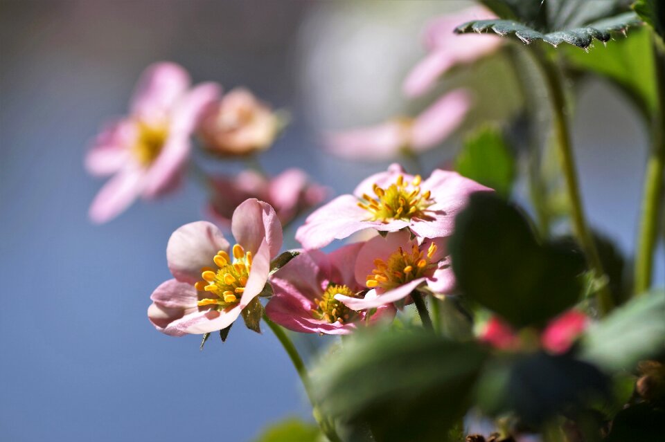 Pink kvítek flowering
