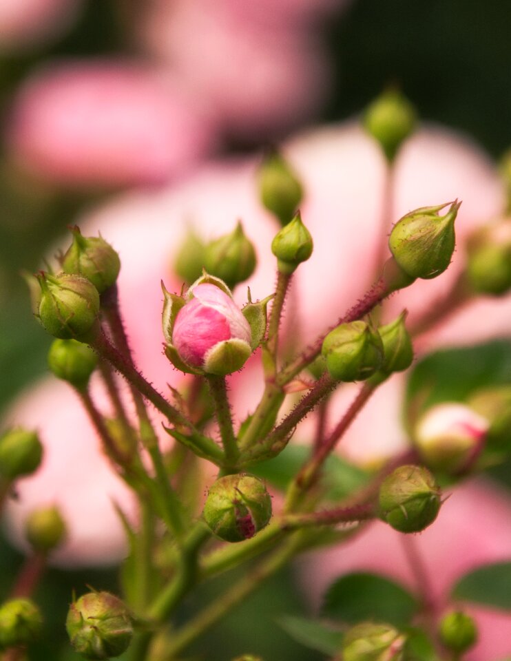 Beautiful rose bud romantic photo