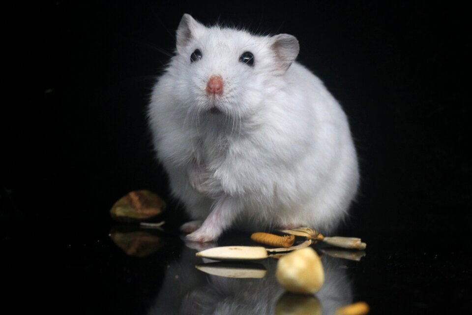 Pets small animals black pets