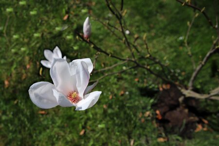 Flower white magnolia photo