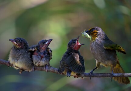 Feeding bird cute photo