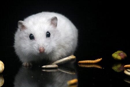 Pets small animals black pets