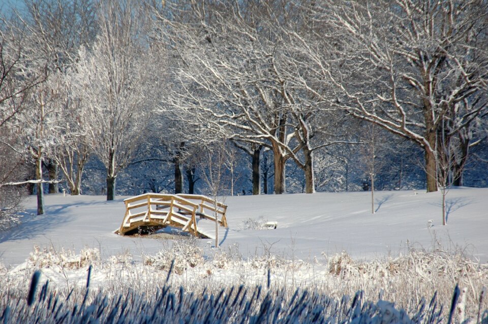 Snow trees landscape
