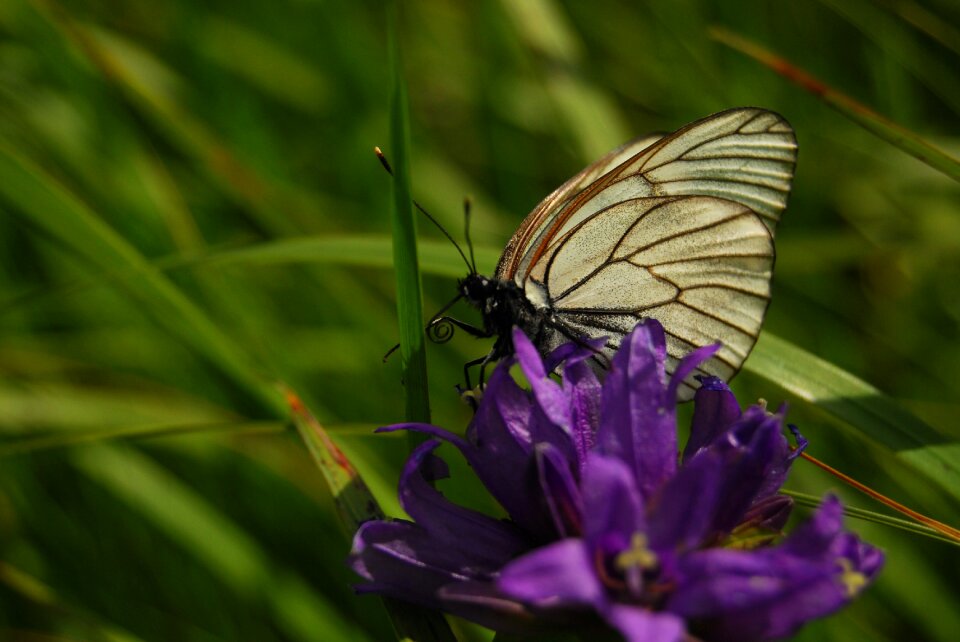 Nature insect flowers