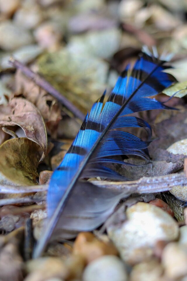 Nature native american wildlife