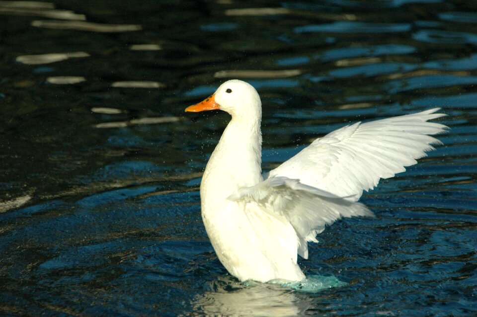 Duck water nature