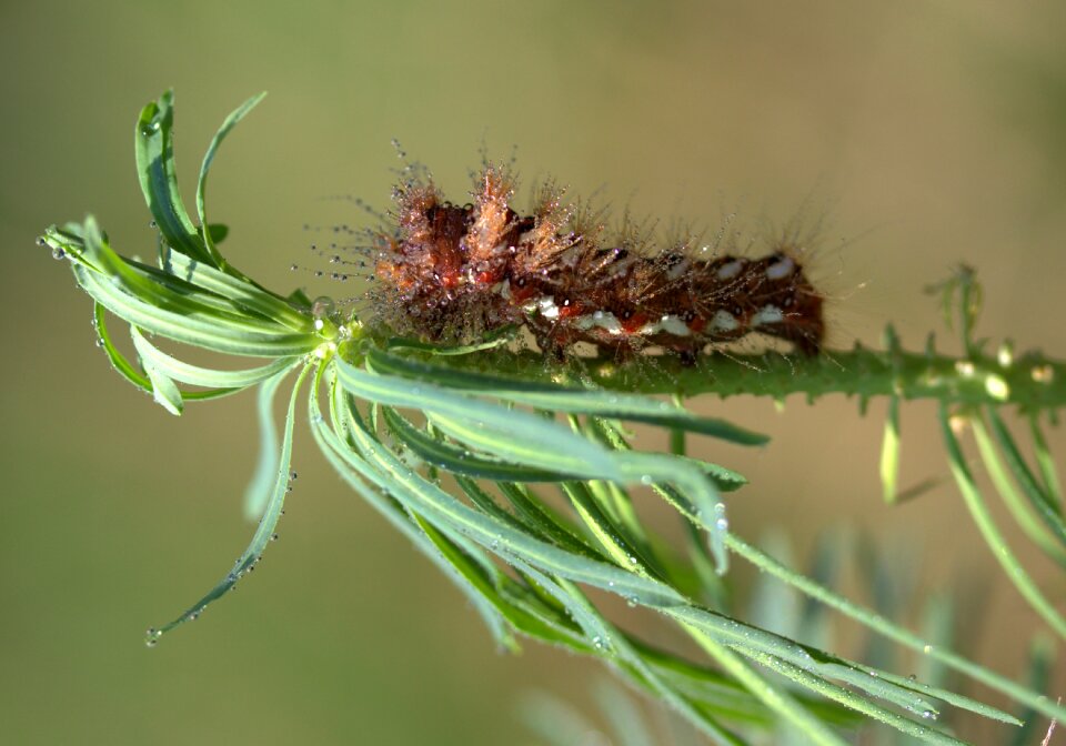 Water the larva brown