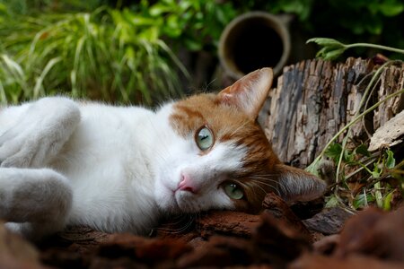 Relax red white