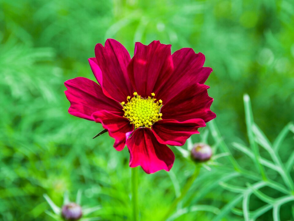 Tree flower natural