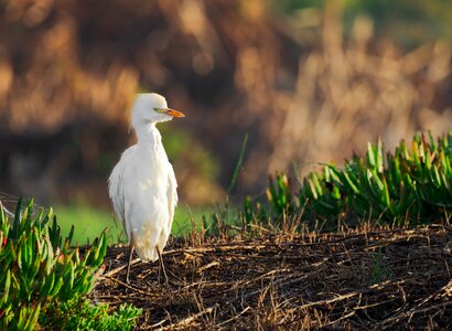 Animal nature wildlife photo