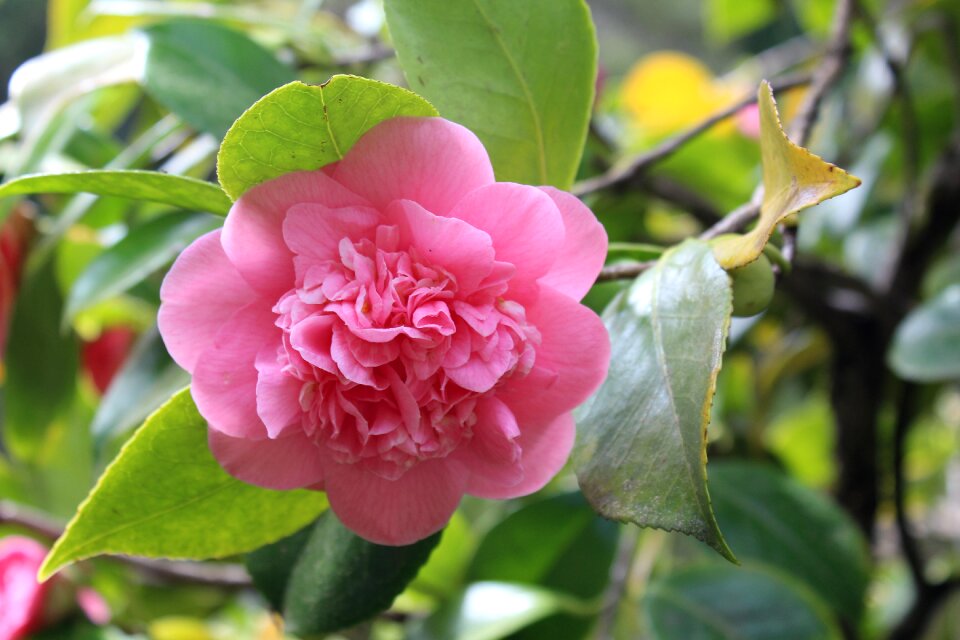 Camilla pink flower spring flowers