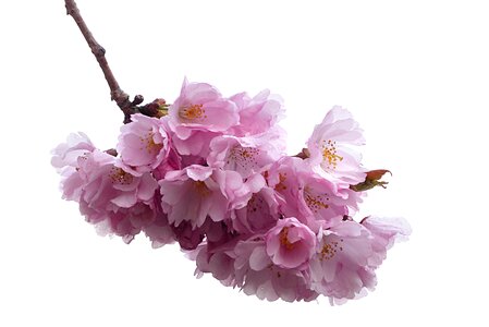 Japanese cherry blossom prunus serrulata ornamental cherry photo