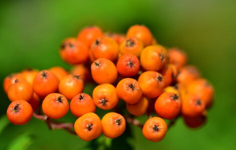 Bush plant fruits