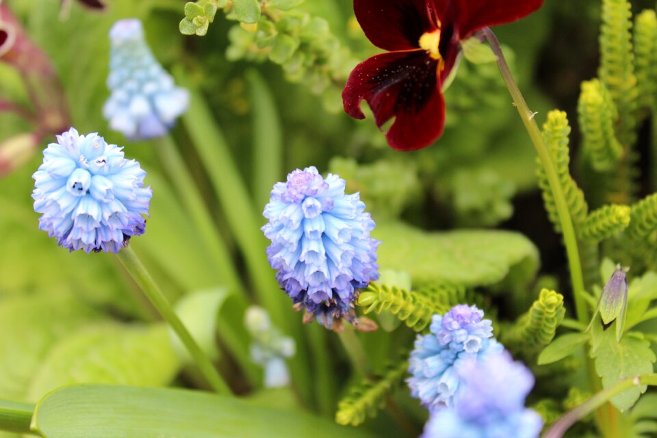 Grape hyacinth spring flowers bulbs