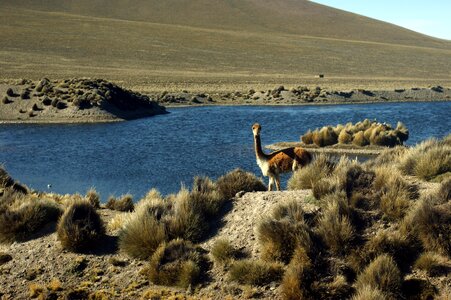 Animals alpaca cordillera