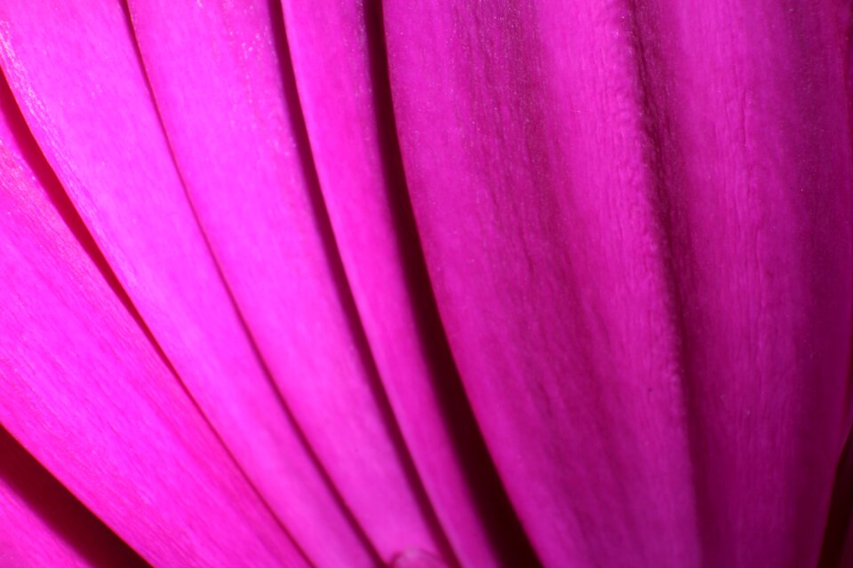 Bloom blossom nature