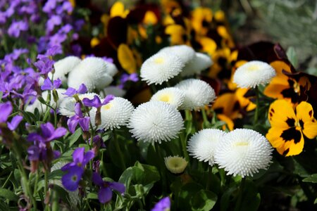 Spring flowers english daisy pansy
