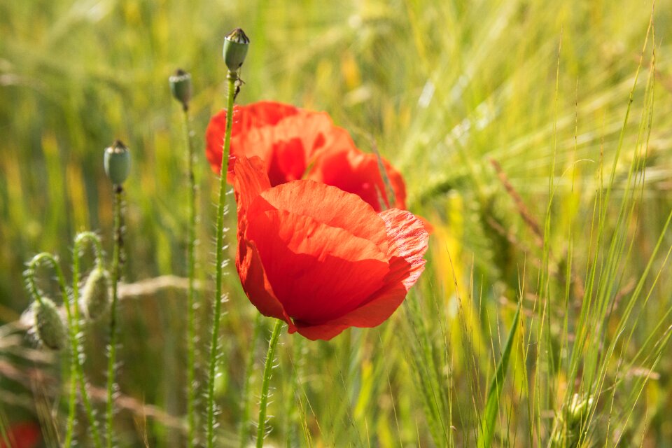 Red poppy blossom bloom photo