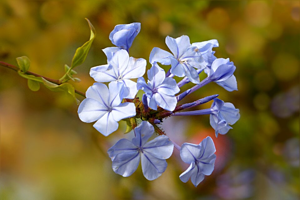 Auriculata cape europaea plumbago auriculata