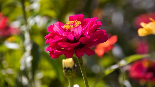 Flower garden summer flower colorful