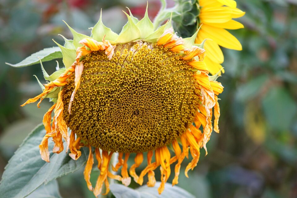 Hanging close up yellow flower