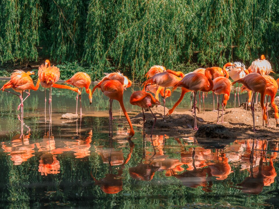 Group of animals animals zoo
