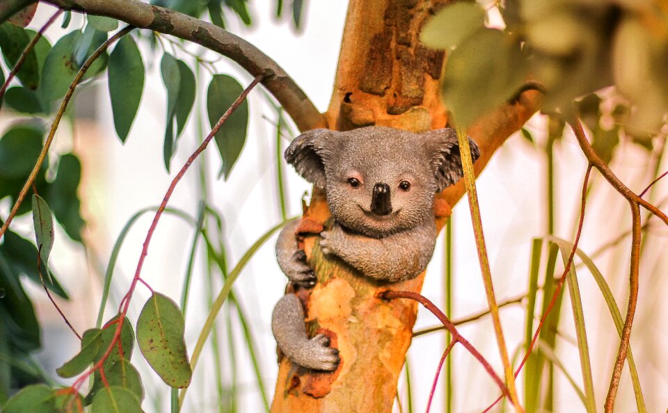 Tree koala koala bear photo