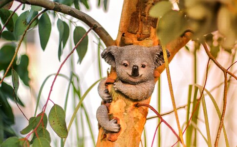 Tree koala koala bear