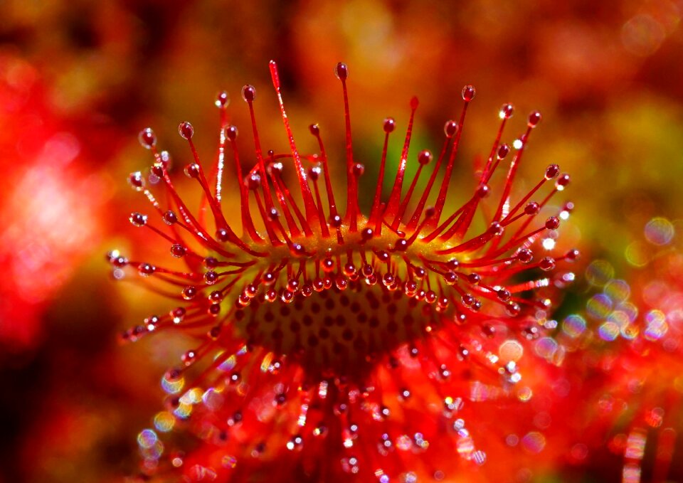 Drosera rotundifolia sky jam the lord god spoon