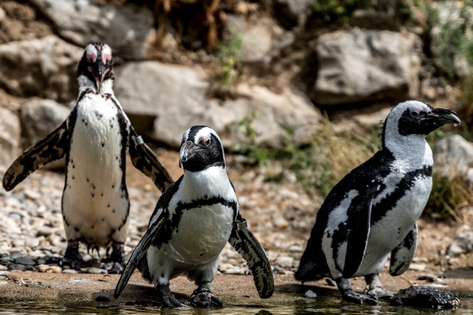 Penguins zoo animals