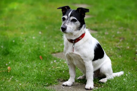 Terrier black white sitting